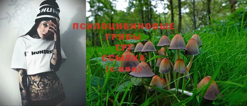 купить   Ставрополь  Псилоцибиновые грибы Magic Shrooms 